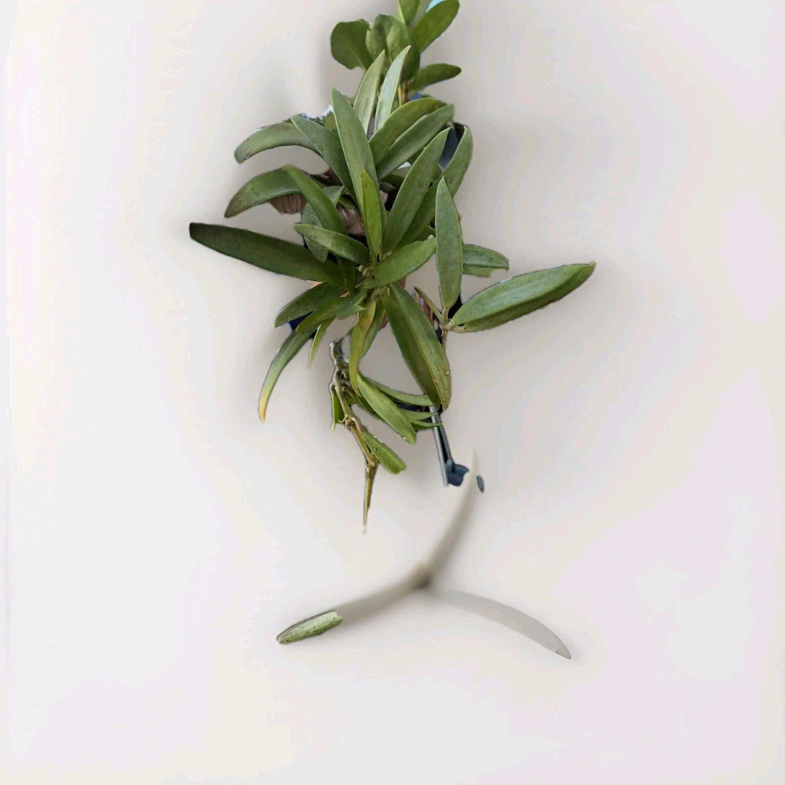 Dischidia Acuminata ‘Fasciate Form’ Live Plant in 4" Pot - Rare Vining Epiphyte, Unique Foliage, Tropical Houseplant