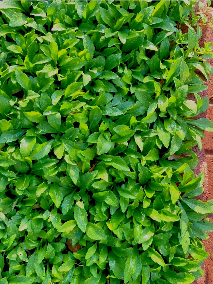 Organic Indian Aster Kalimeris indica "Malantou" Bare Rooted Plant - 30+ Healthy Herb Plants for Gardens