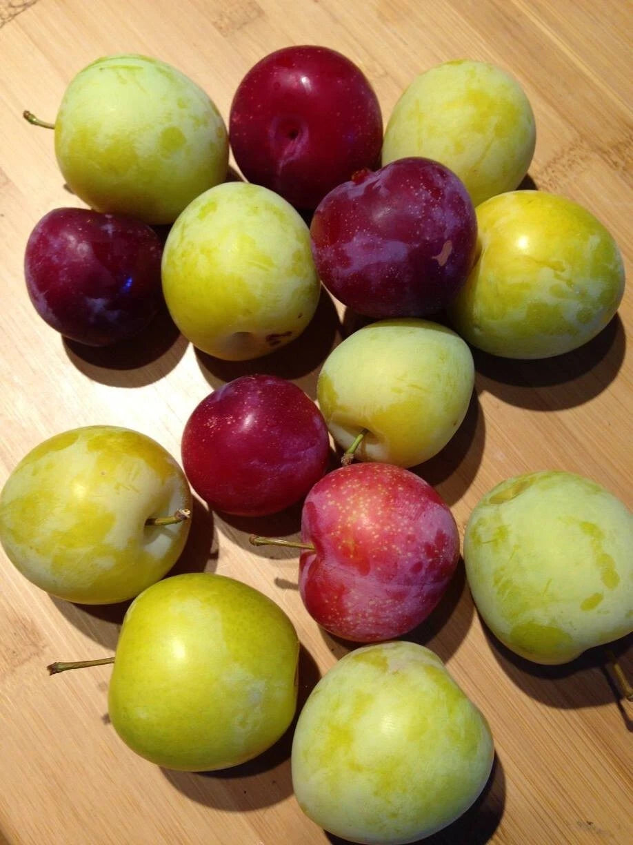 Plum Cuttings - 2 Each Japanese Red & Yellow and European Varieties - Prunus domestica & Prunus salicina