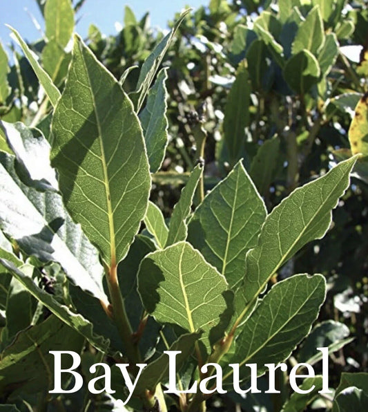50 Sweet Laurel Bay Tree Cuttings - Fresh 6-8” Cuttings - Laurus nobilis - Free Shipping