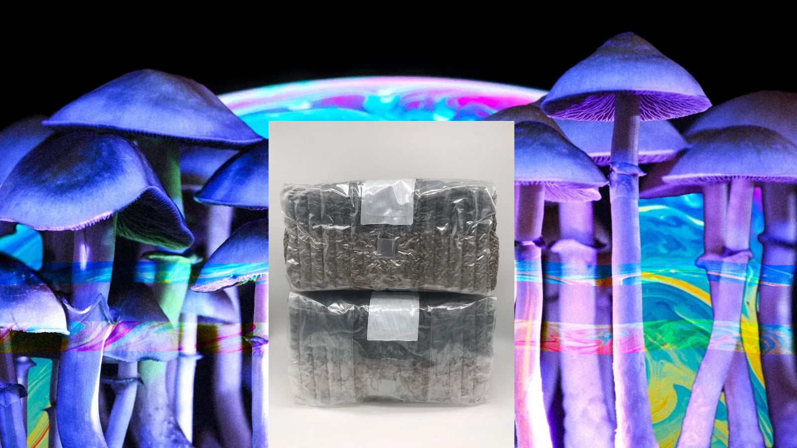 Mushroom Grow Kit 2-Pack 6lb Bags All-In-One for Home Cultivation - Includes Grain Spawn & Compost - Easy to Use