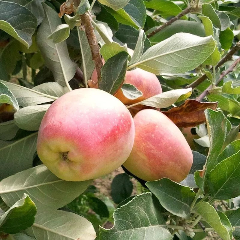 Anna Apple Bareroot Tree Organic "Live Tree"