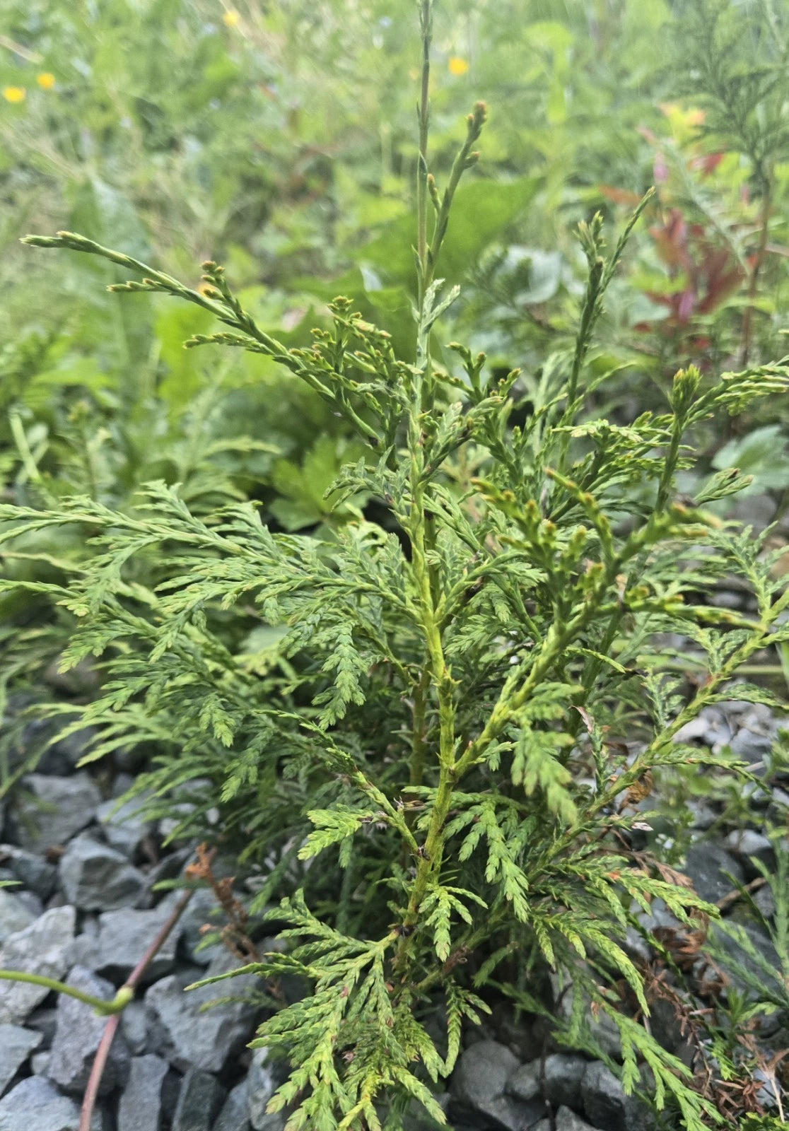 Western Red Cedar Tree Seedlings - 22-24" Bare Root (Thuja Plicata) - Live Pacific Northwest Trees for Sale