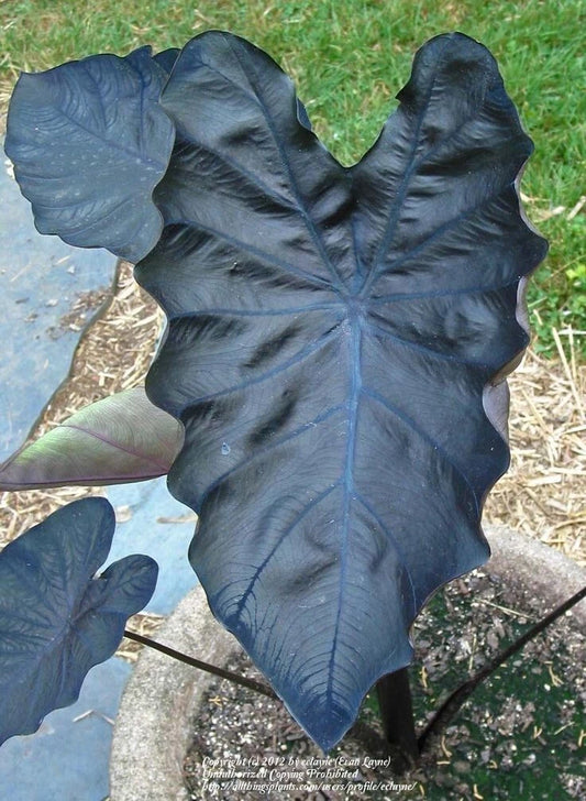 Black Coral Elephant Ear Plant - Small Rooted Starter - Colocasia esculenta - Healthy Indoor/Outdoor Houseplant