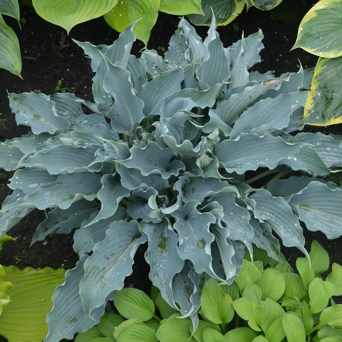 Hosta Plant 5.25" Pot 'Waterslide' Blue Perennial Shade Plant (Hosta 'Waterslide' PP30303) Proven Winners