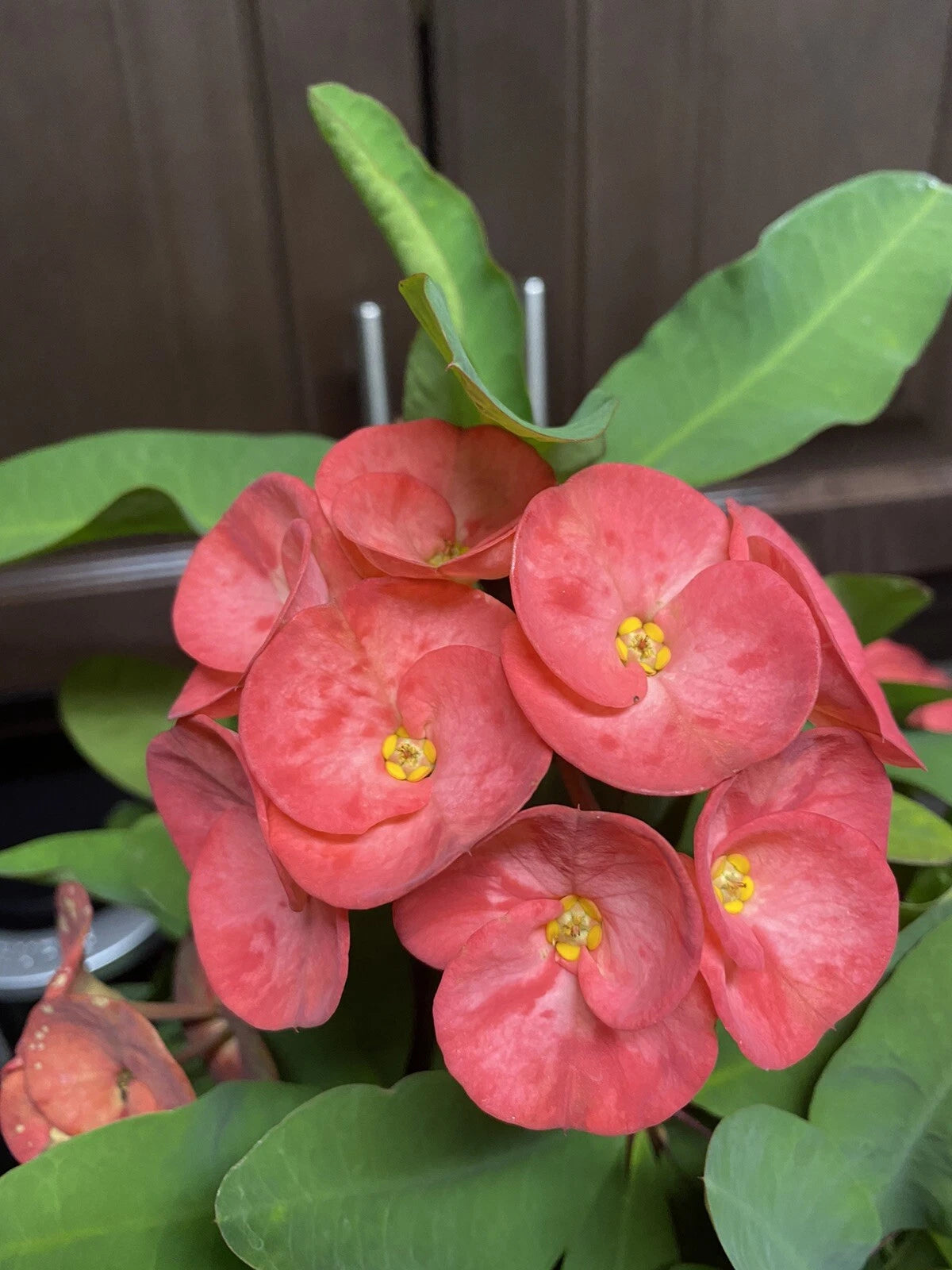 Coral Pink Crown of Thorn Cutting - Large Bloom - Euphorbia milii - 1 Count, No Roots
