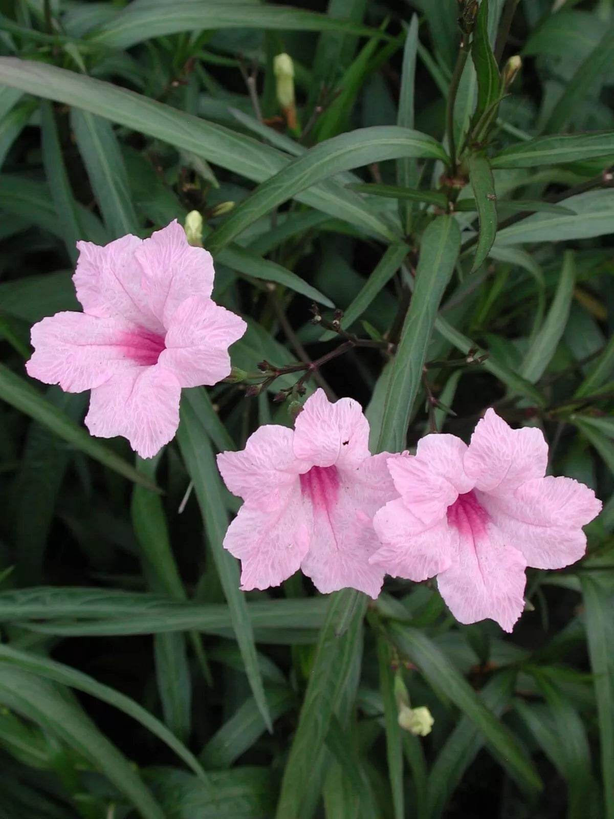 5 WELL ROOTED PLUG SIZE PLANT PINK MEXICAN PETUNIA RUELLIA BRITTONIANA PERENNIAL