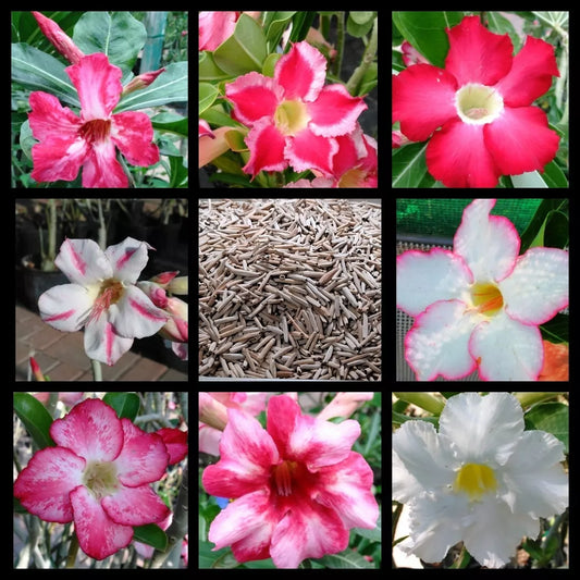 100+ Adenium Obesum desert rose seeds Rosa Del Desierto