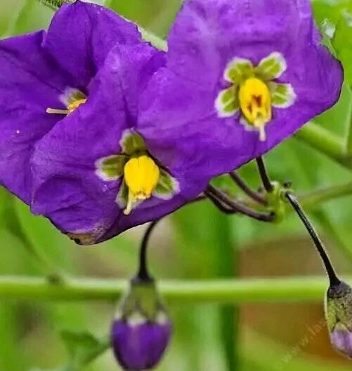Thunbergia Erecta King's Mantle Purple 7 Unrooted Cuttings - Live Flower Plant, Fast-Growing Perennial, Outdoor Shrubs
