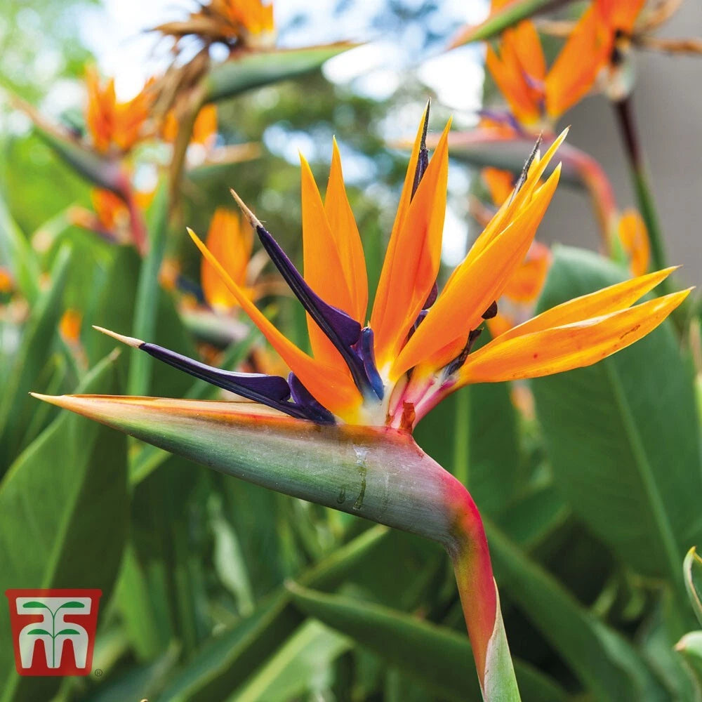 Orange Bird of Paradise Plant 10-12 inches - Strelitzia Reginae - Well Rooted Starter Plant - Indoor/Outdoor Tropical Decor