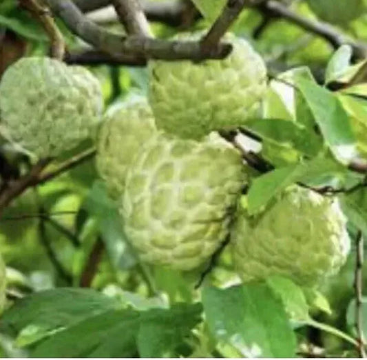 Sugar Apple 5”-9” Live Plant Seedling Tree-Asian Plant Collection / mãng Cầu Na