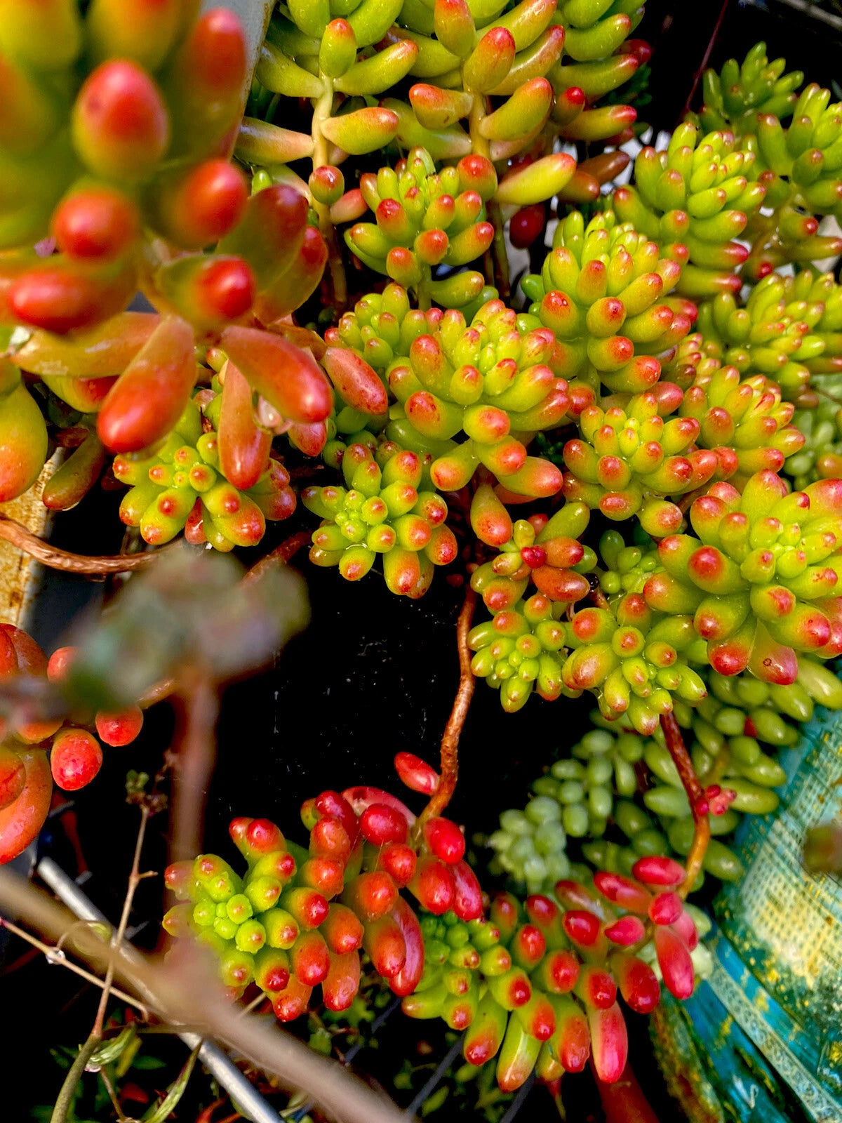 Succulent Cuttings 6 Variegated Sedum Rubrotinctum 'Pork & Bean' Jelly Beans - Live Plant Cuttings for Propagation