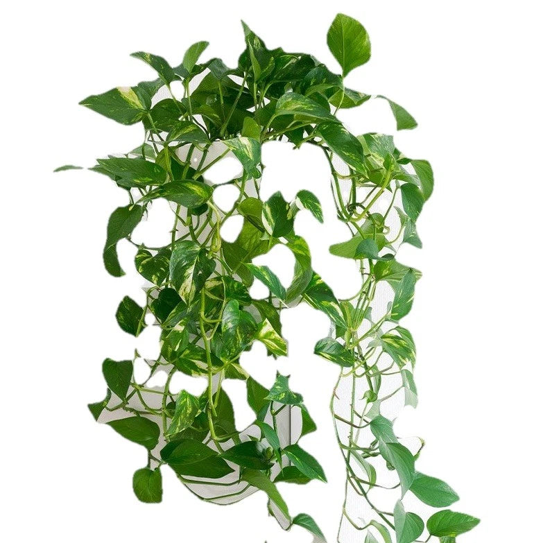 Live Rooted Pothos Cuttings - Golden Devil's Ivy - Epipremnum Aureum - Set of 5