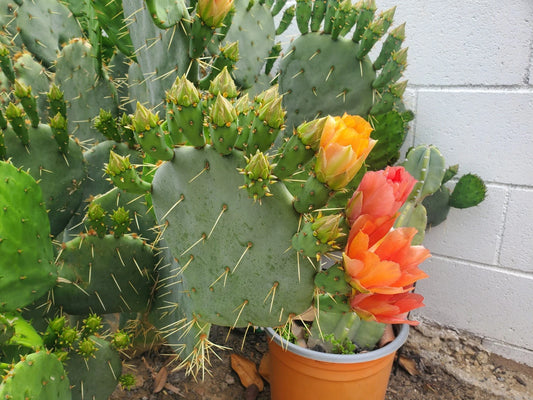 Cactus Cutting - Prickly Pear - Opuntia - Healthy Green Plant for Indoor/Outdoor Gardening