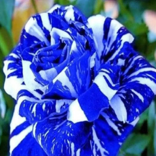 Blue Dragon Rose 100 Seeds for Planting
