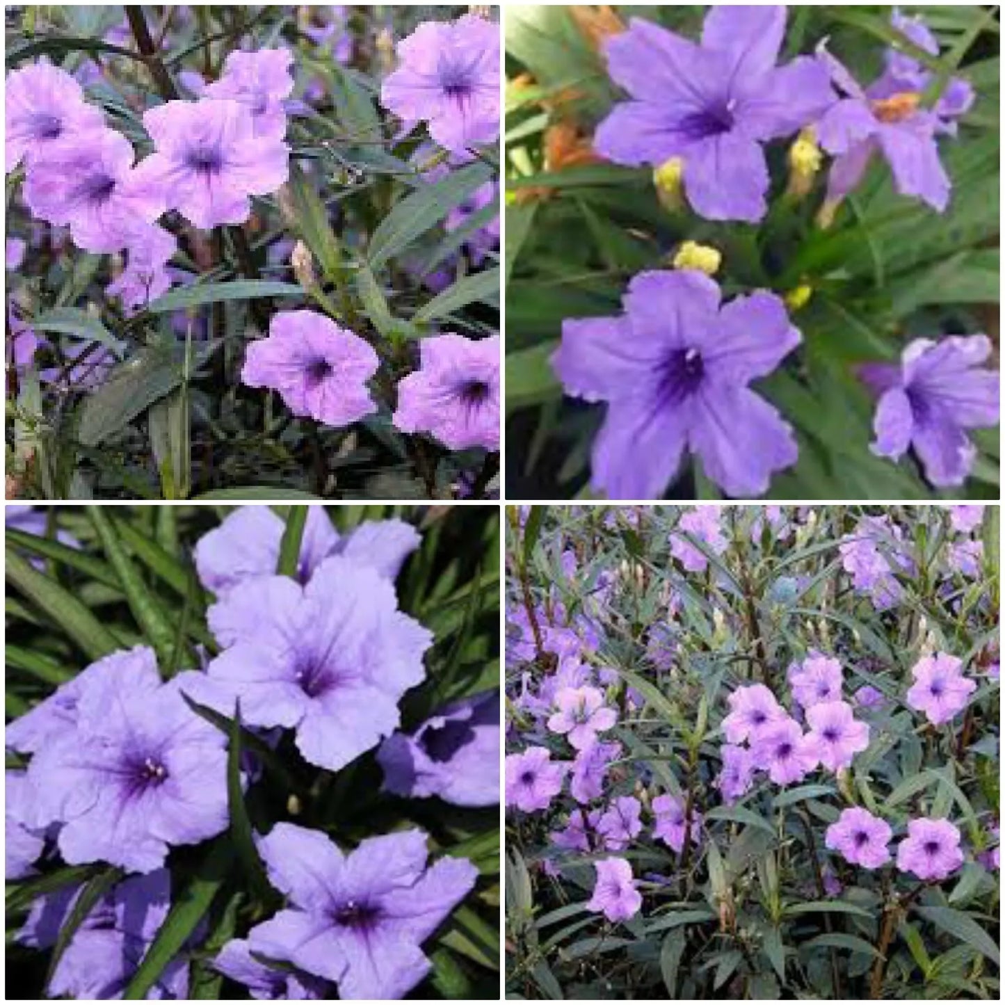 6 WELL ROOTED PLANTS SHRUB GARDEN MEXICAN PETUNIA RUELLIA BRITTONIANA PERENNIAL