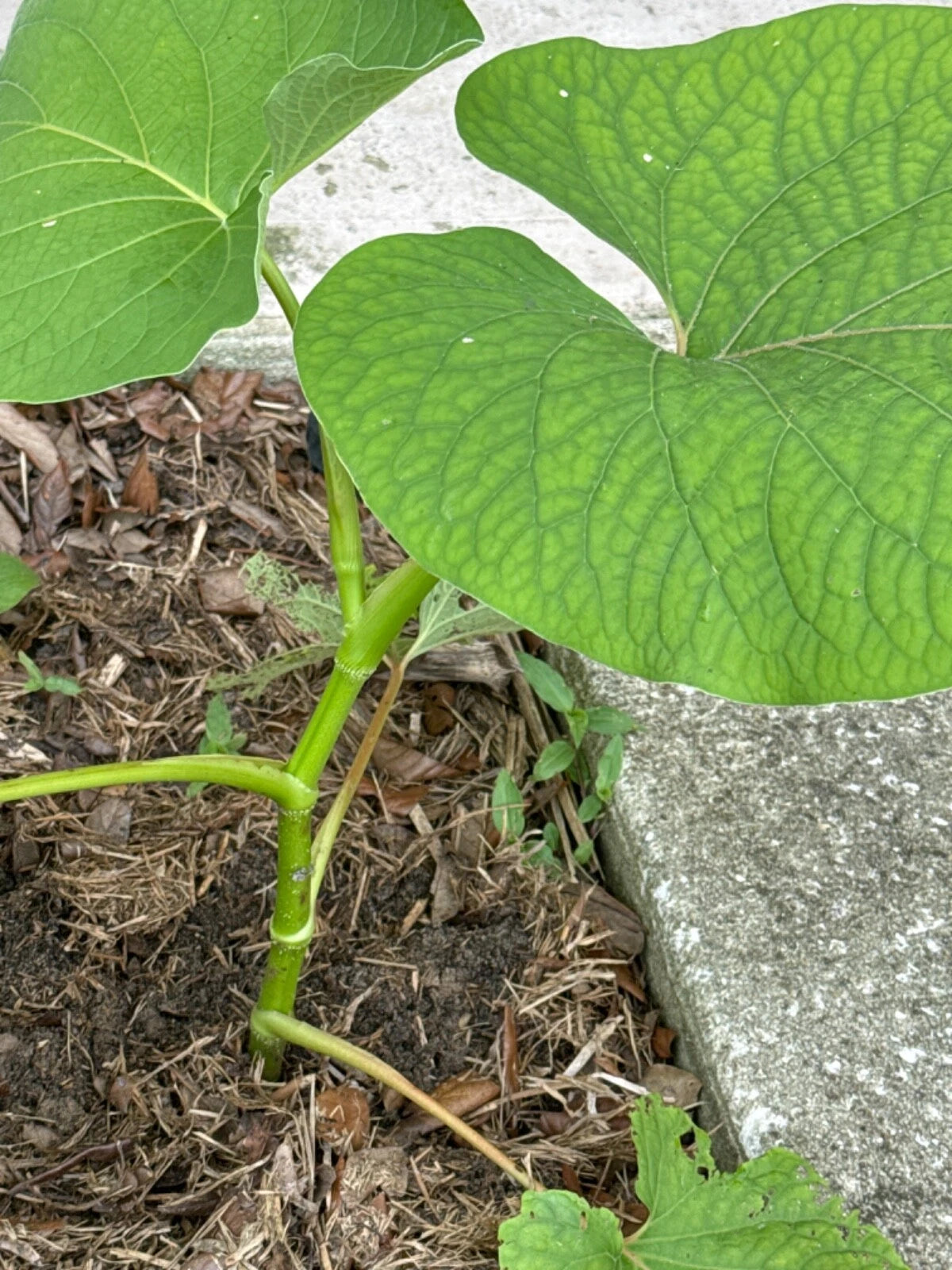 Piper Auritum Plant - 10" Root Beer Mexican Pepperleaf, Edible/Ornamental, Hoja Santa Veracruz, Invasive, Hardy Root System