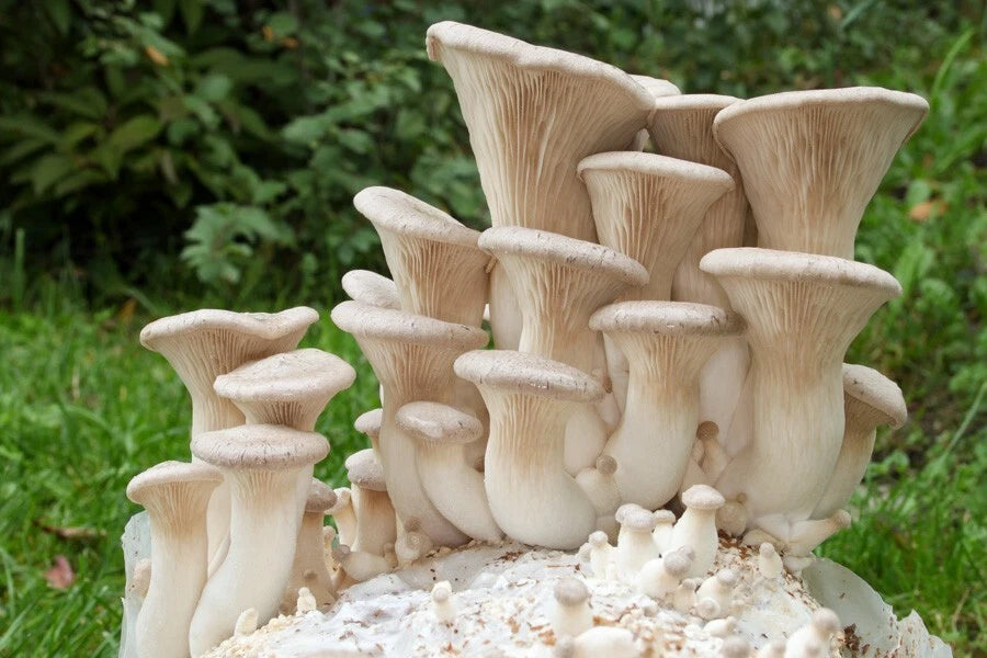 King Oyster Mushroom Liquid Culture 10ml - Pleurotus eryngii Syringe for High Yield & Easy Transfer, Sterile Included