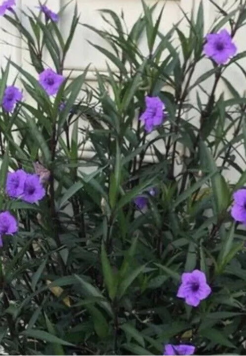 5 Live Plants Purple Mexican Petunia