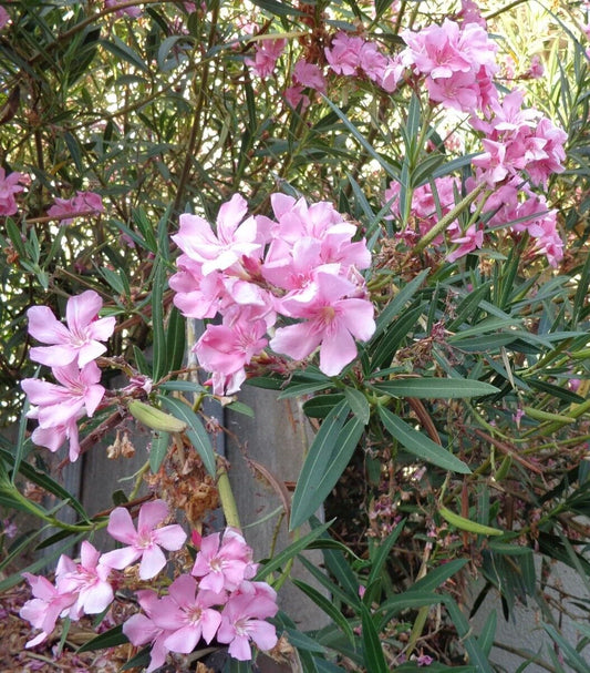 7 Oleander Pink Live Flower Plant Cuttings 7" for Propagation - Nerium Oleander, Healthy Organic Cuttings Ready to Root