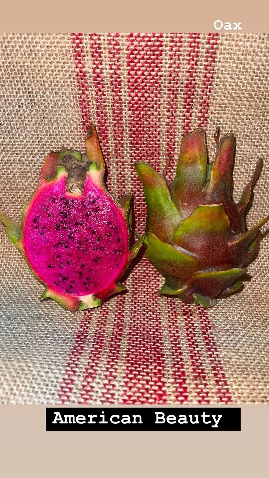 Dragon Fruit Cuttings Pack - 5 Beginner Cuttings - American Beauty, Sugar Dragon, Condor, Robles Red, Dark Star, Physical Graffiti, Laverne Red