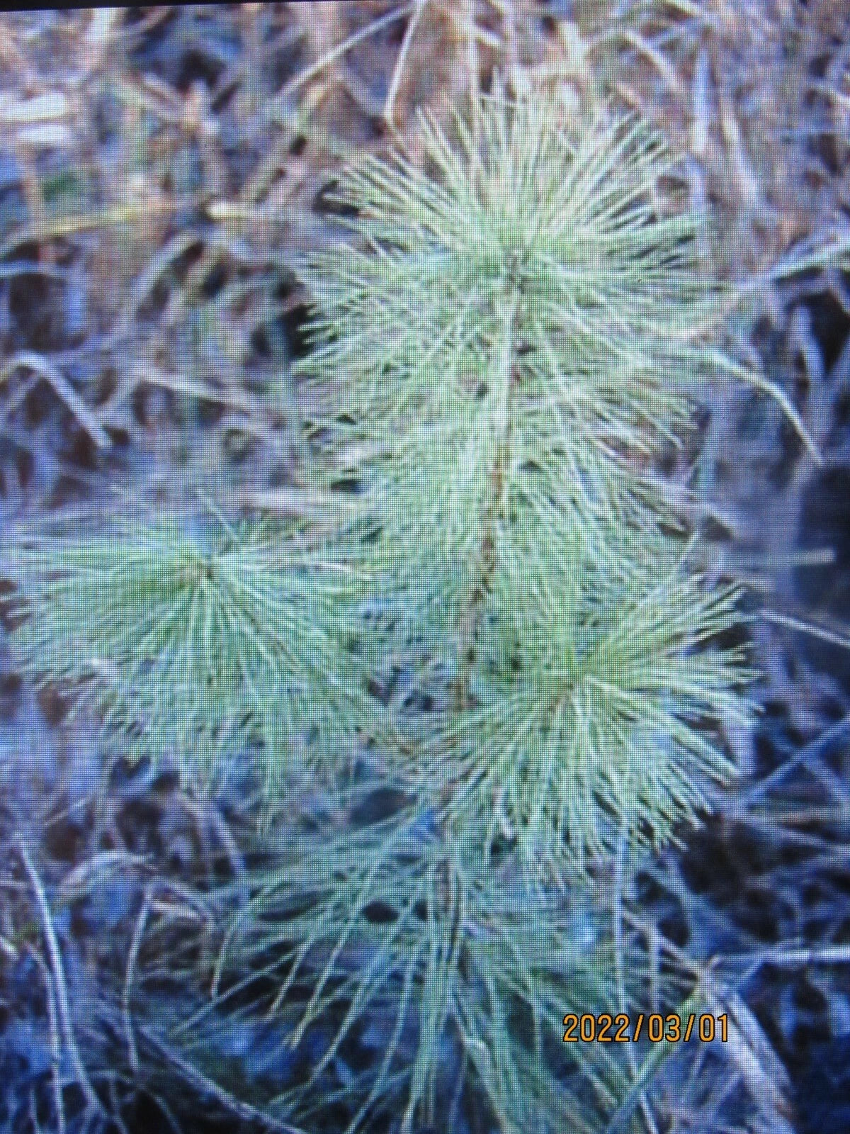 25 Bare Root White Pine Seedlings 6-10 Inch Tall - Pinus strobus - Fast Growing Evergreens for Landscapes & Reforestation