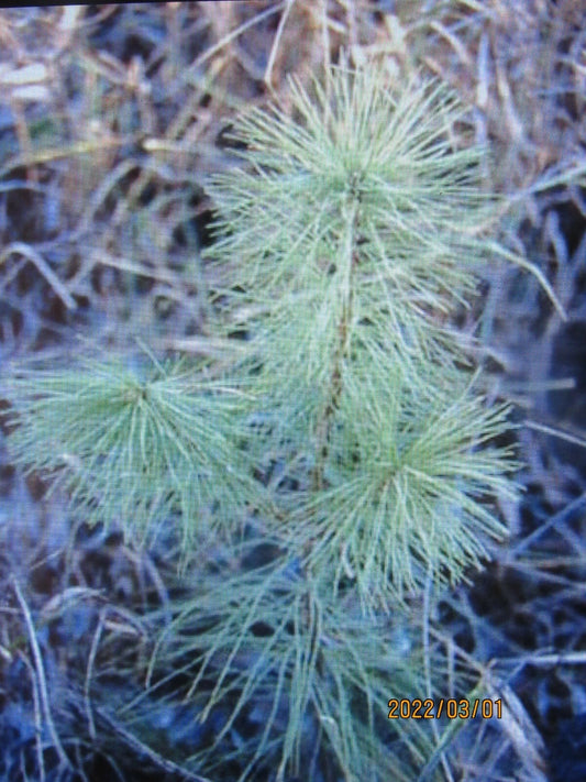 25 Bare Root White Pine Seedlings 6-10 Inch Tall - Pinus strobus - Fast Growing Evergreens for Landscapes & Reforestation