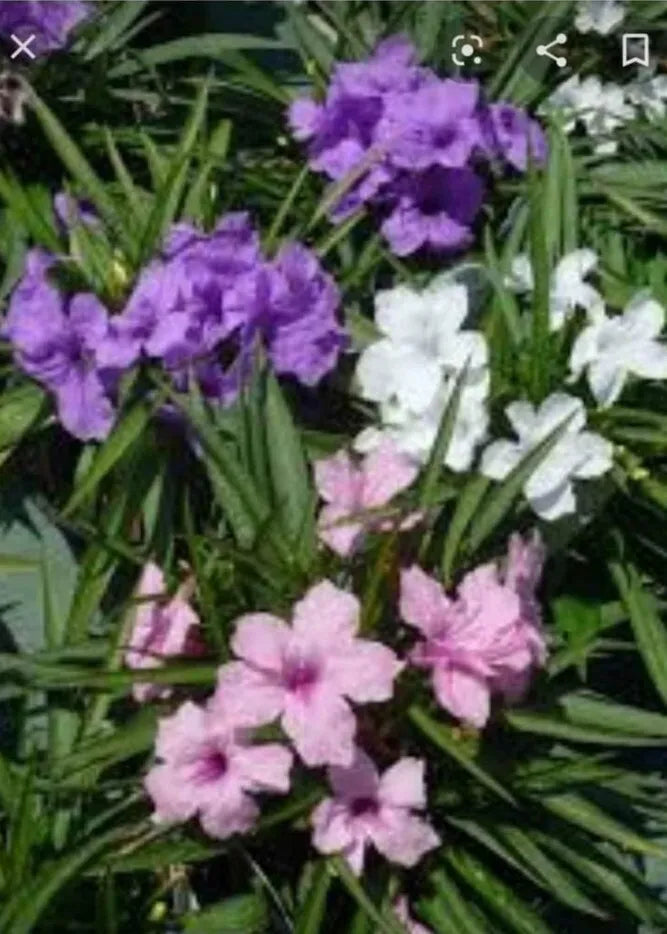 6 MEXICAN PETUNIA LIVE PLANTS RUELLIA 2 PLUGS OF EACH COLOR~PINK~PURPLE~WHITE