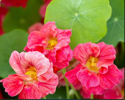 Nasturtium JEWEL CHERRY ROSE Vine 20 Seeds Non-GMO