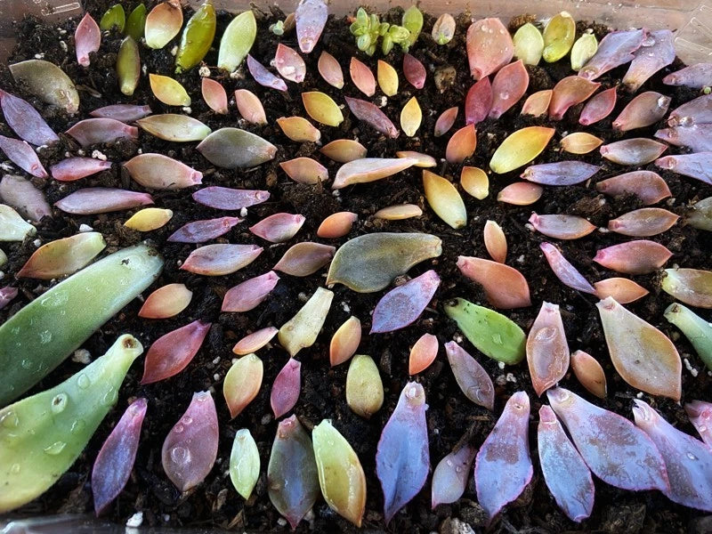 Assorted Succulent Leaves Set of 30 for Propagation - Ideal for Beginners - Echeveria, Jade, Graptopetalum, and More