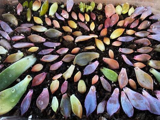 Assorted Succulent Leaves Set of 30 for Propagation - Ideal for Beginners - Echeveria, Jade, Graptopetalum, and More