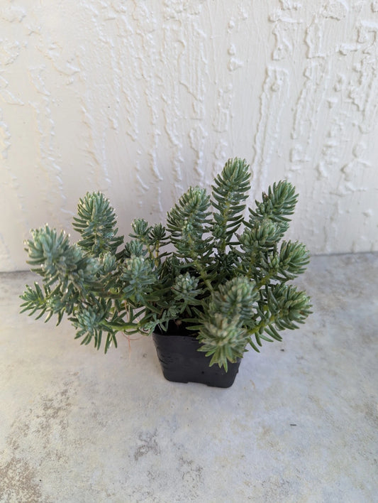 Stonecrop Sedum Plant 2 Inch Pot 'Blue Spruce' Succulent - Perfect for Winter Weather Care - Drought Tolerant (Sedum spp.)