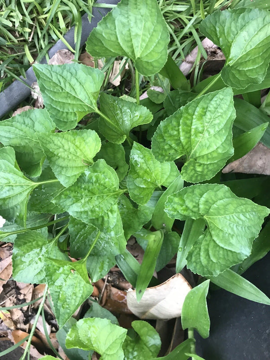 15 Purple Wild Violets Starter Plants - Perennial Flower Bulbs, Bare Root, Easy to Grow, Viola sororia