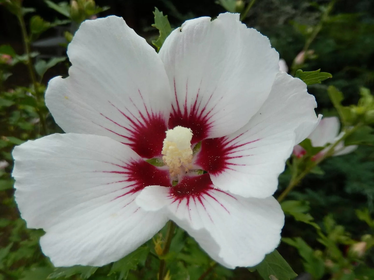 25 WHITE HIBISCUS SEEDS (Crimson Eye) Perennial Flower