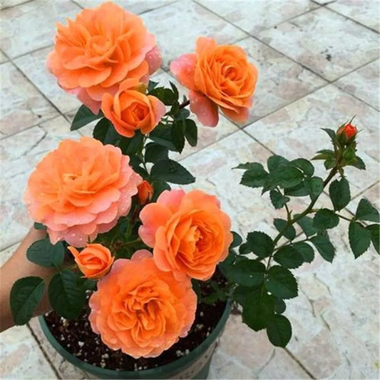 Orange RARE Rose 20 SEEDS hybrid tea flower bud Bush exotic plant