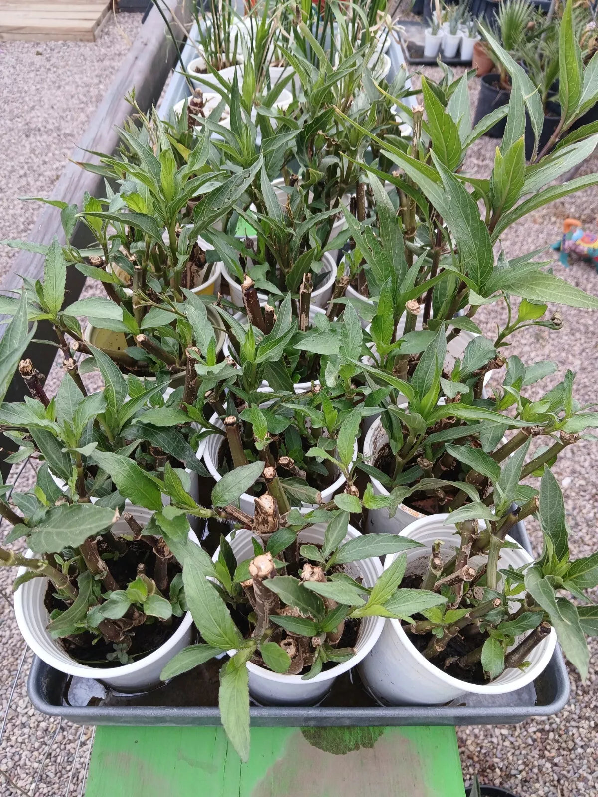 8pcs in  a pot Purple Mexican Petunia Rooted Live Plants