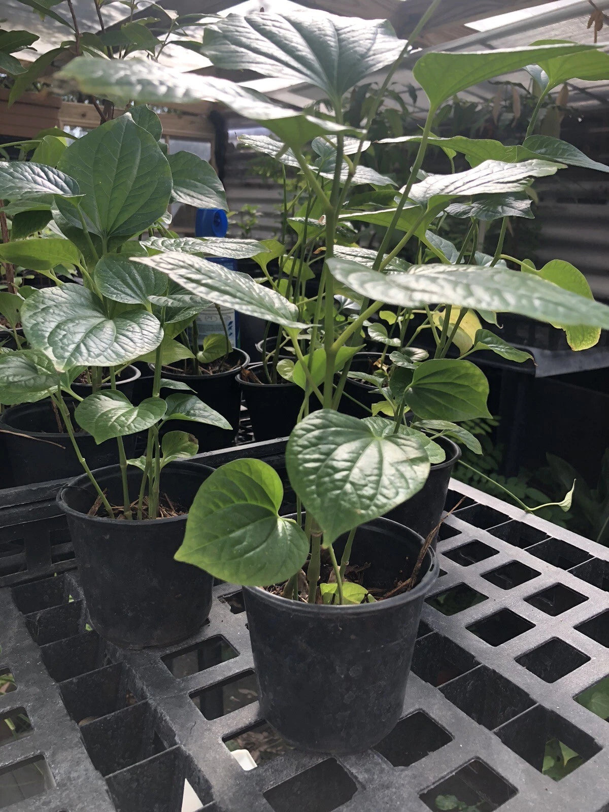 Well Rooted Betel Leaf Plant - PEPER Paan - Piper sarmentosum - Edible Culinary Herb - Healthy Live Plant in Pot