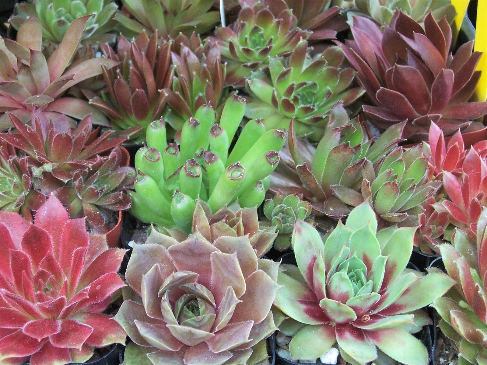 Rooted Sempervivum Hen & Chicks Starter Plants - 10 Varieties in 2" Pots - Hardy Succulents for Container Gardens, Sempervivum