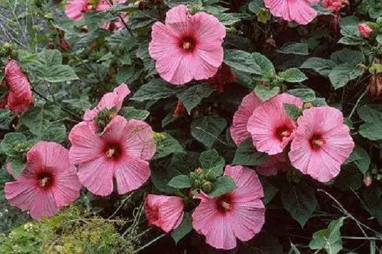 15 Hibiscus Disco Belle Pink Hybrid Hibiscus Seeds Perennial