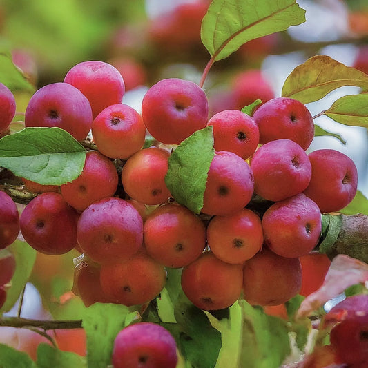 1pc Siberian Crabapple Apple Tree Seedling Fruit LIVE PLANT HARDY 12-18 inch