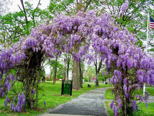 ONE Starter Plant Amethyst Falls Wisteria Vine ( 5L ) Live Plant