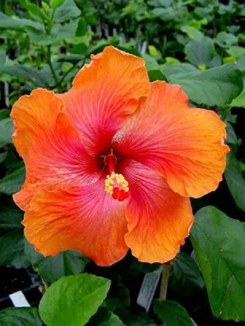 20 Bright Orange Pink Hibiscus Seeds Flowers Flower Seed Perennial