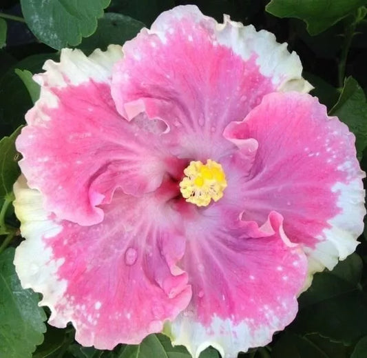 20 White Light Pink Flower Seeds Perennial