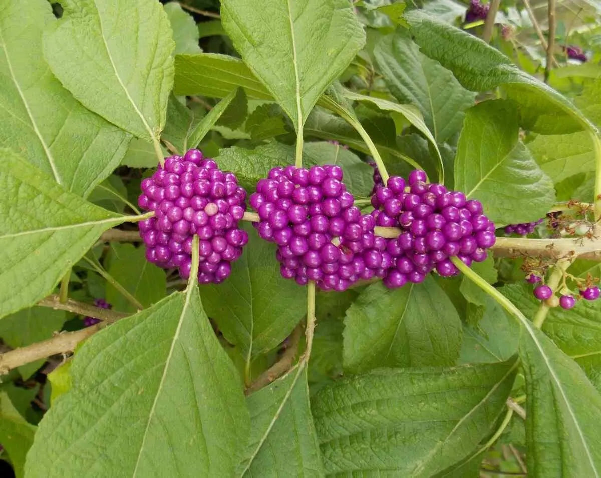 100+ PURPLE AMERICAN BEAUTY BERRY BEAUTYBERRY CALLICARPA AMERICANA ORGANIC SEEDS