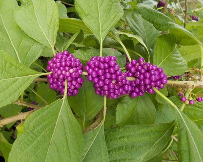 100+ PURPLE AMERICAN BEAUTY BERRY BEAUTYBERRY CALLICARPA AMERICANA ORGANIC SEEDS