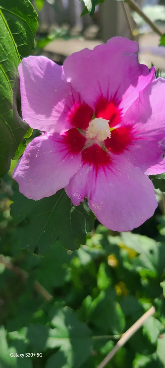 Rose of Sharon Purple Pillar Hibiscus Syriacus - 10 Healthy Cuttings 12" each