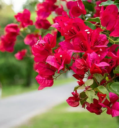 1pc Bougainvillea Live Plant Well Rooted "JAMES WALKER" starter/plug plant 3" pot