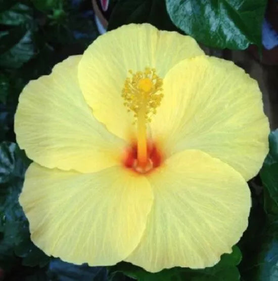 20 Light Yellow Hibiscus Flower Seeds Perennial