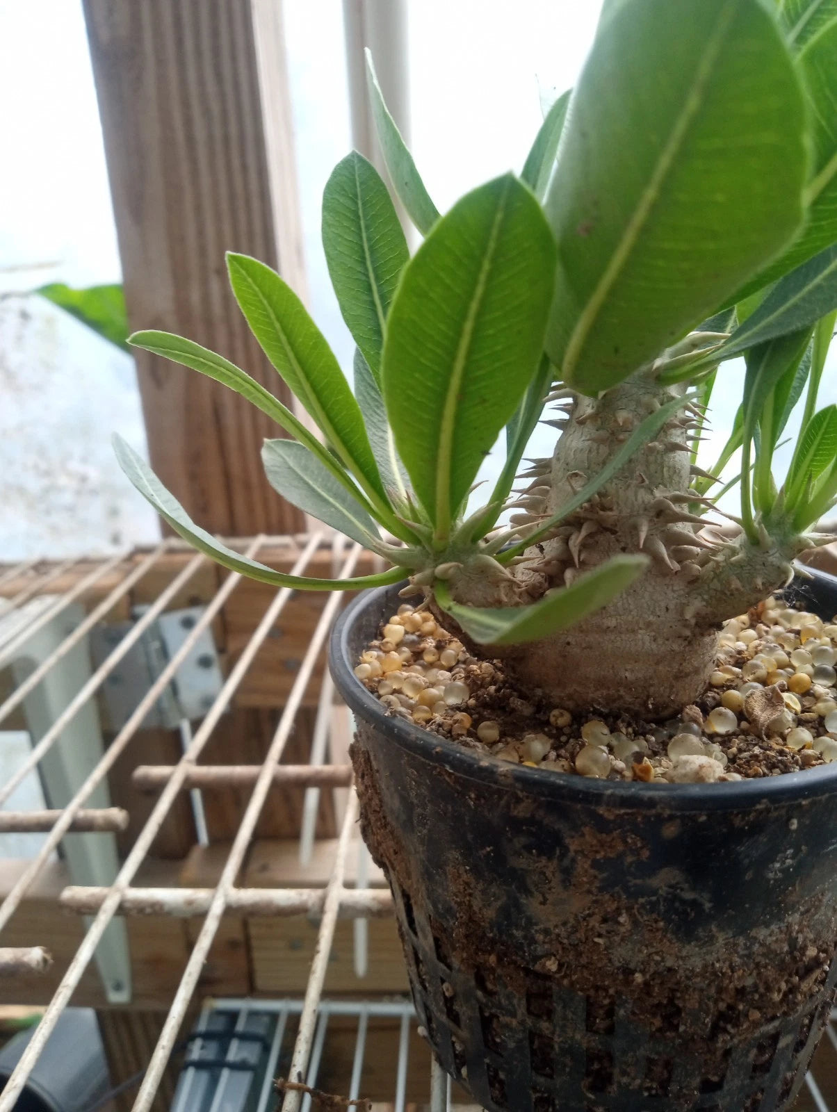Pachypodium Brevicaule Plant in 3.2-Inch Pot | Fully Rooted Desert Cactus for Indoor/Outdoor | Low Water Needs