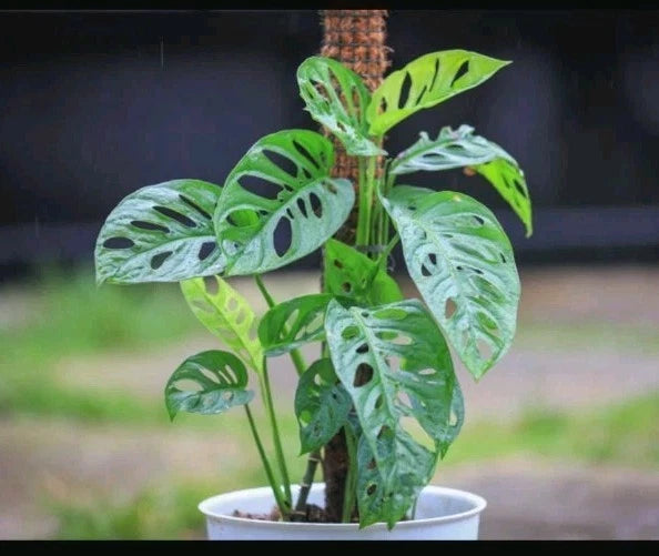 Monstera Adansonii Cuttings - 3 Fresh Swiss Cheese Plant Cuttings - Monstera adansonii - Tropical Vining Plant
